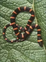 Animales ponzoñosos.