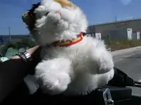 Mascotas de servicios de urgencias y emergencias