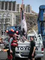 Protección Civil de La Laguna (Tenerife) recupera el cadáver de un calderón tropical