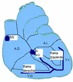 Ecg nº1 del curso para principiantes