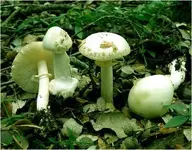 Intoxicación por amanita phalloides