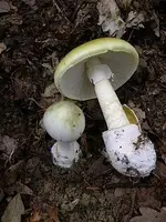 Intoxicación por amanita phalloides