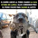 Desastre Natural Por Incendios Forestales, Chile