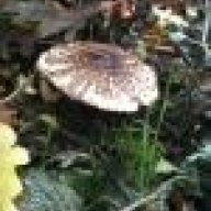 ortodromico